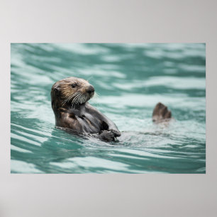 Seeotter Poster
