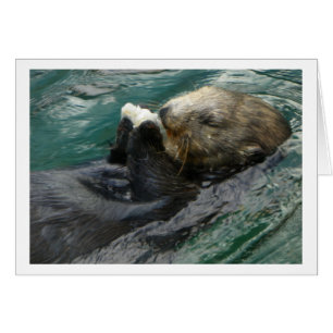 Seeotter Snacking