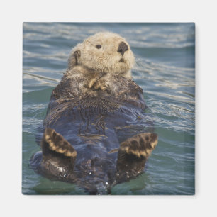 Seeotter spielen auf Eisbergen am Surprise Inlet Magnet