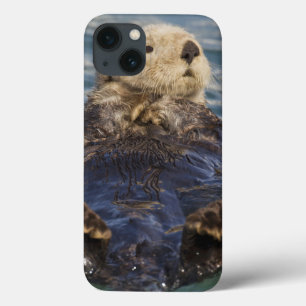 Seeotter spielen auf Eisbergen im Surprise Inlet iPhone 13 Hülle