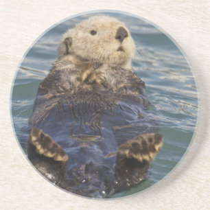 Seeotter spielen auf Eisbergen im Surprise Inlet Sandstein Untersetzer
