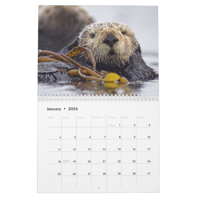 Seeotter und Wandkalender des Siegel-2015 - wild (Jan 2026)