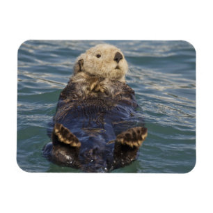 Seeotterspiel auf Eisbergen am Magnet