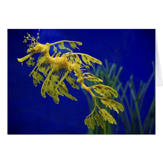 Seepferd (Vorderseite (Horizontal))