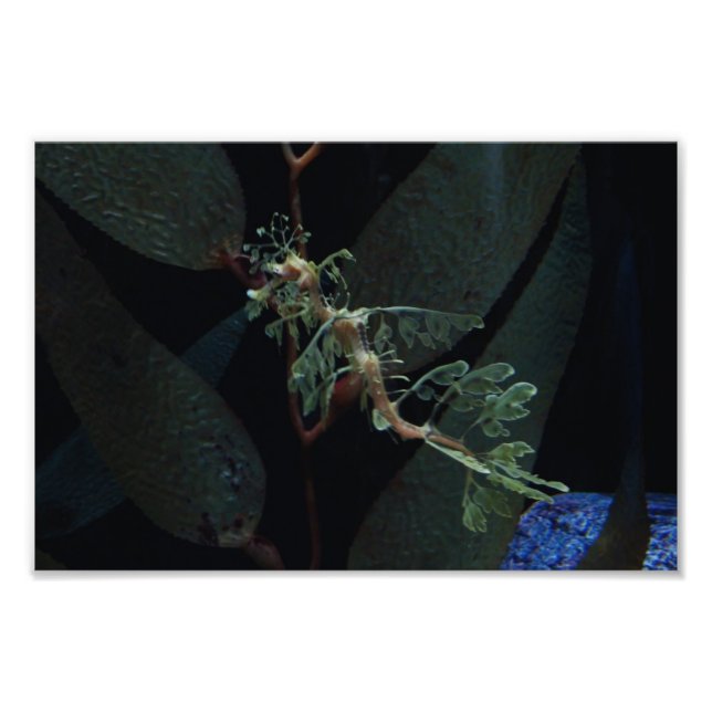 Seepferd Fotodruck (Vorne)