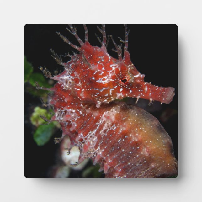 Seepferd | Pony Female Begur Fotoplatte (Vorderseite)