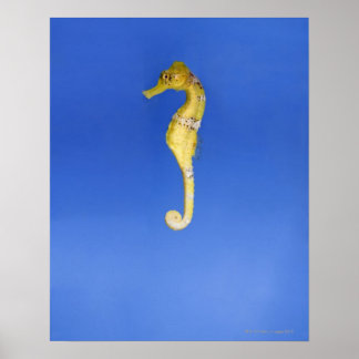 Seepferd Poster
