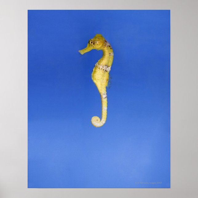 Seepferd Poster (Vorne)