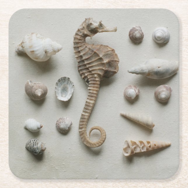 Seepferd und Muscheln Rechteckiger Pappuntersetzer (Vorderseite)