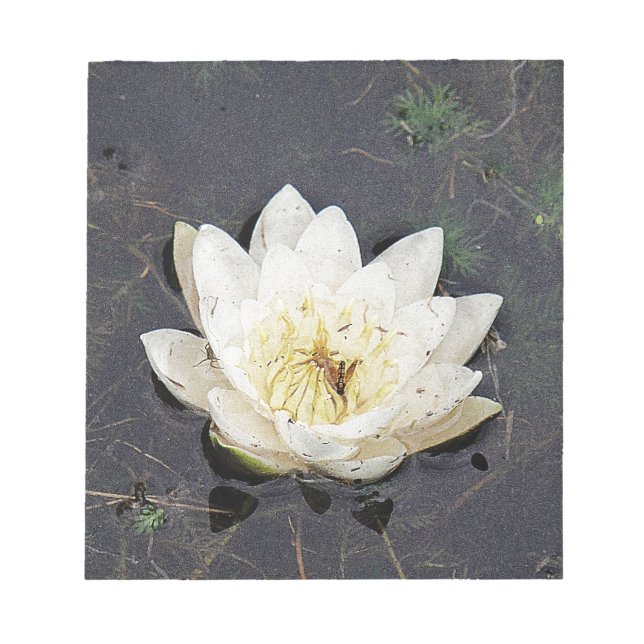 Seerose Notizblock (Vorderseite)