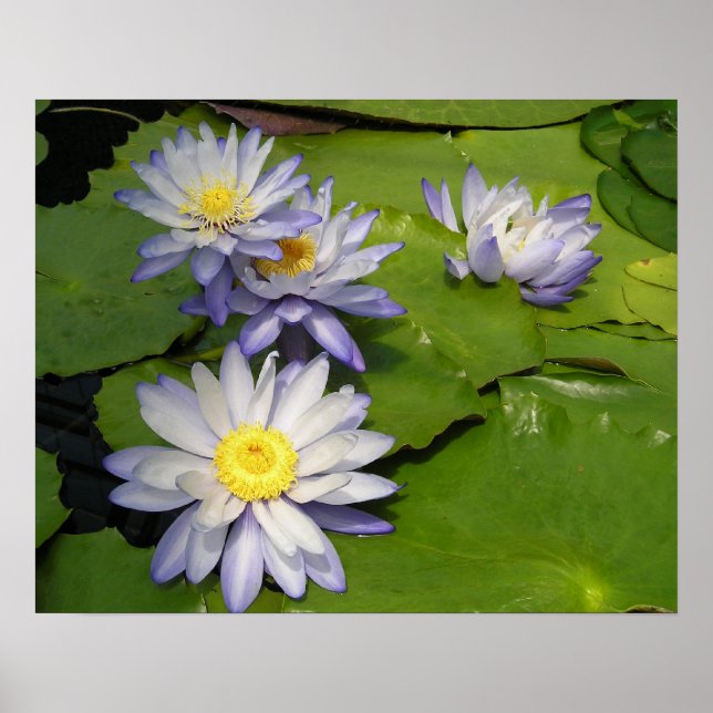 Seerose Poster (Vorne)
