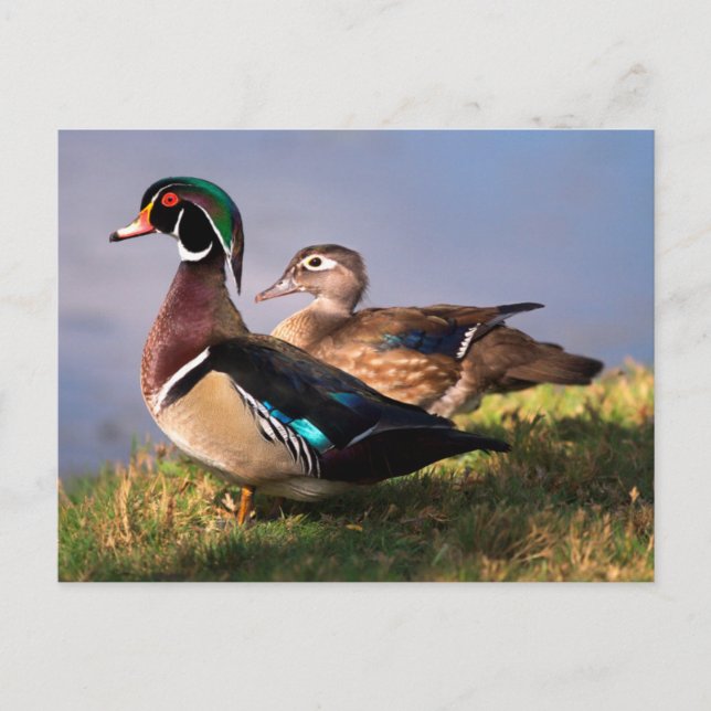 Seerose, Waldschnatterente Postkarte (Vorderseite)