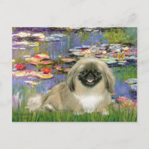 Seerosen 2 - Pekingese 1b Postkarte