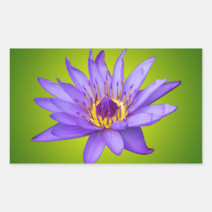 Seerosen-Blumen-Teich Wasserpflanze Lila Wasserblü Rechteckiger Aufkleber