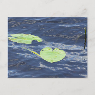 Seerosen Postkarte