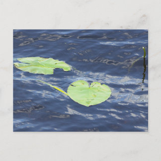 Seerosen Postkarte