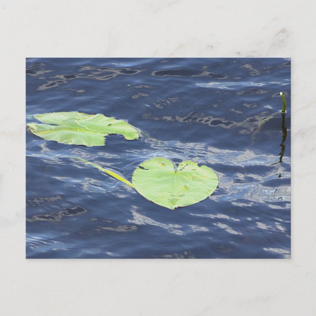 Seerosen Postkarte (Vorderseite)