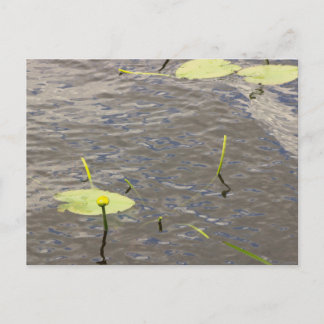 Seerosen Postkarte