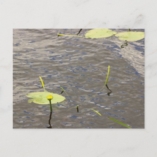 Seerosen Postkarte (Vorderseite)