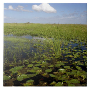 Seerosen und Schneidgras in den Florida-Everglades Fliese