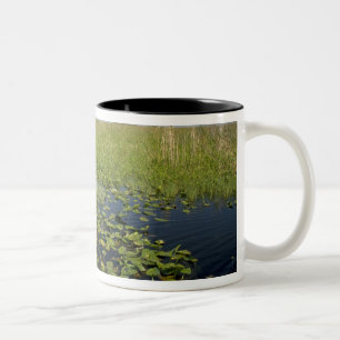 Seerosen und Schneidried im Florida Everglades Zweifarbige Tasse