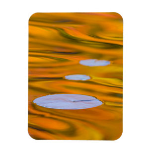 Seerosenblatt auf orangem Wasser, Kanada Magnet