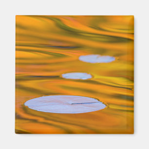 Seerosenblatt auf orangem Wasser, Kanada Magnet