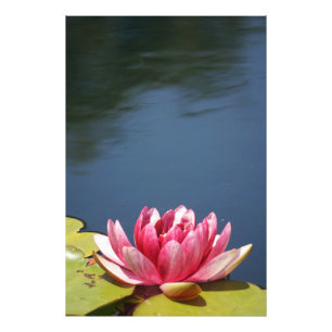 Seerosenblüten Fotodruck