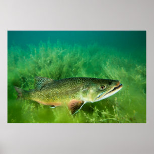Seesaibling-Porträt, Emerald Lake, Montana Poster