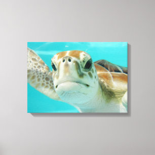 Seeschildkröte in Mexikaner-Wasser-Leinwand Leinwanddruck