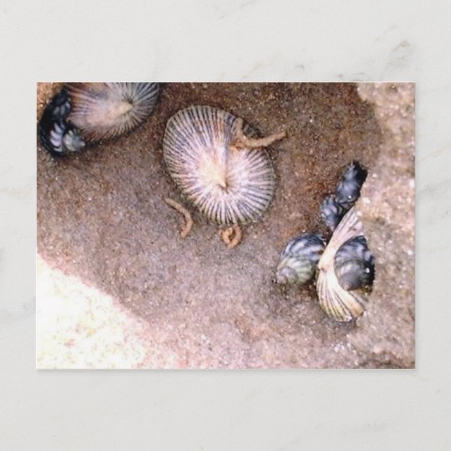 Seeschnecken und Barnacles Postkarte (Vorderseite)