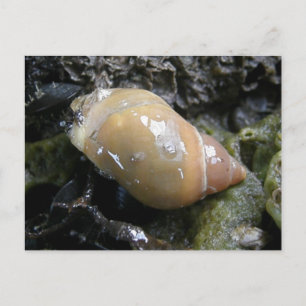 Seeschngel, Insel Unalaska Postkarte