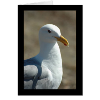 Seeschwalbe