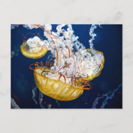 Seeschwalbe (Chrysaora fuscescens) Postkarte