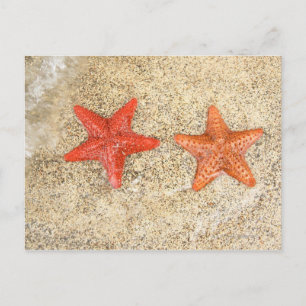 Seestern am Strand, am Meeresufer Postkarte
