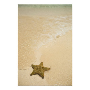 Seestern auf sandigem Strand, Gibbs Cay Land Fotodruck