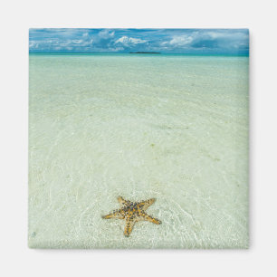 Seestern im flachen Wasser, Palau Magnet