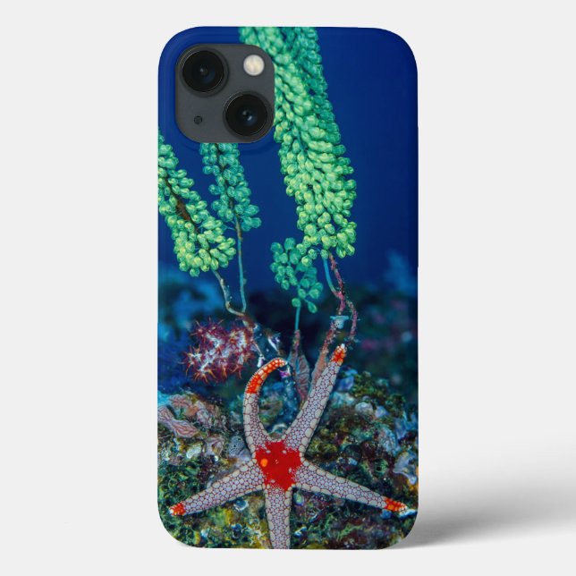 Seestern und Tunikat Case-Mate iPhone Hülle (Rückseite)