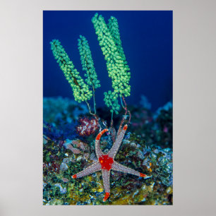 Seestern und Tunikat Poster