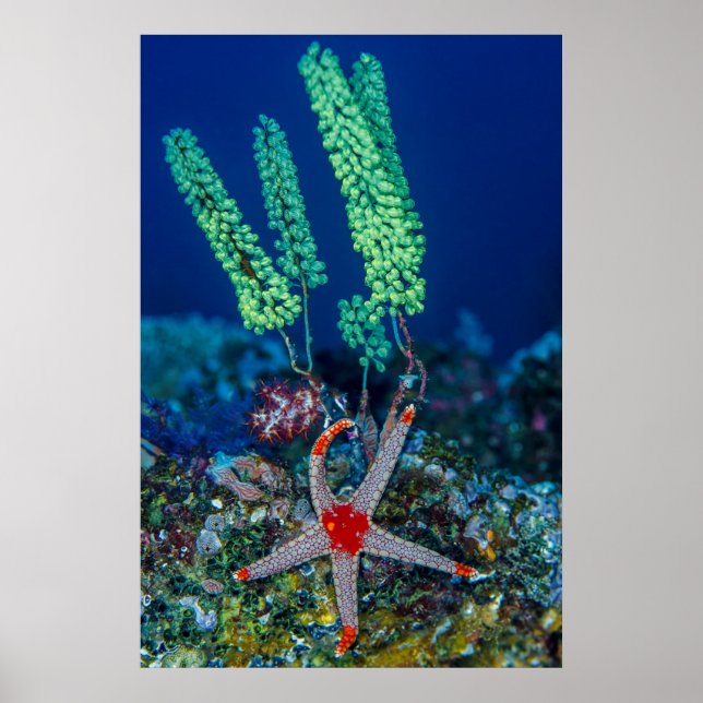 Seestern und Tunikat Poster (Vorne)