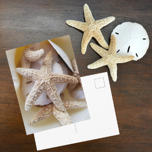 Seesterne und Sanddollars - Meeresmuschel-Fotograf Postkarte