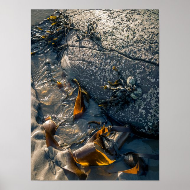 Seetang Poster/Print Poster (Vorne)