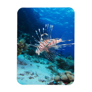 Seeteufel oder Seemeilen, Seefische der Ocean Reef Magnet