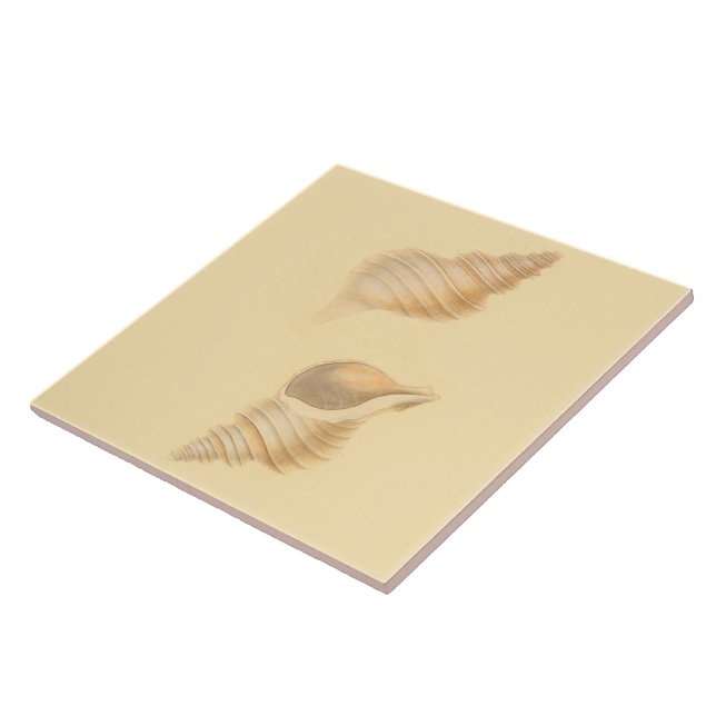 Seethema-Keramik deckt Muscheln mit Ziegeln Fliese (Seite)