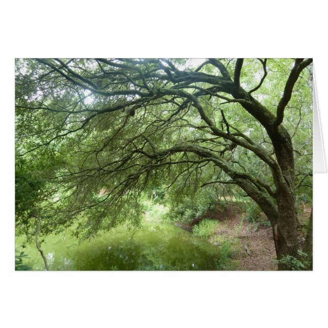 Seeufer-Eiche an Hilton Head (Vorderseite (Horizontal))