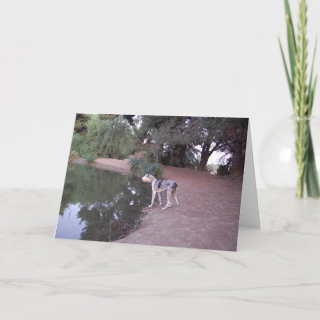 Seeufer-Hundekarten Karte (Vorderseite)