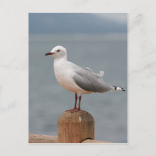 Seevogel Postkarte
