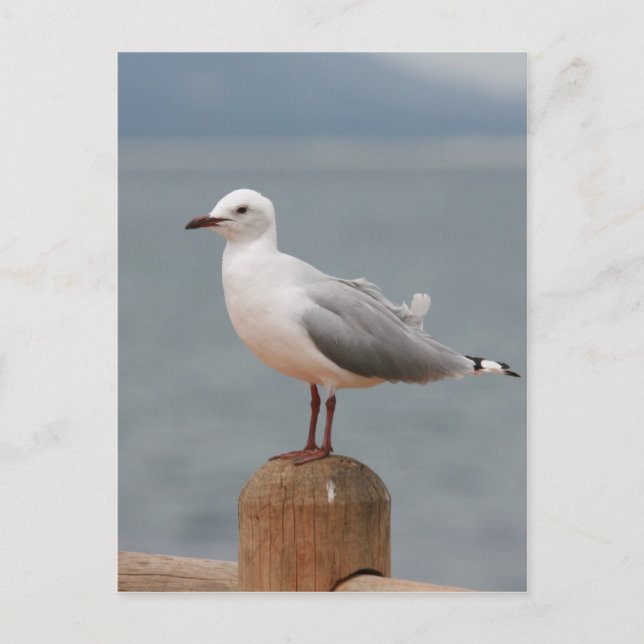 Seevogel Postkarte (Vorderseite)