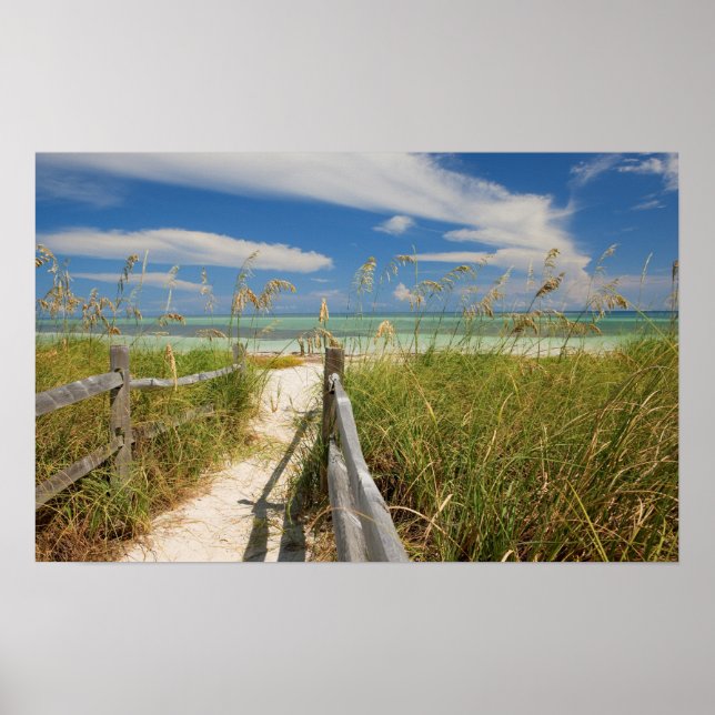 Seeziegen (Uniola paniculata), die am Strand angeb Poster (Vorne)