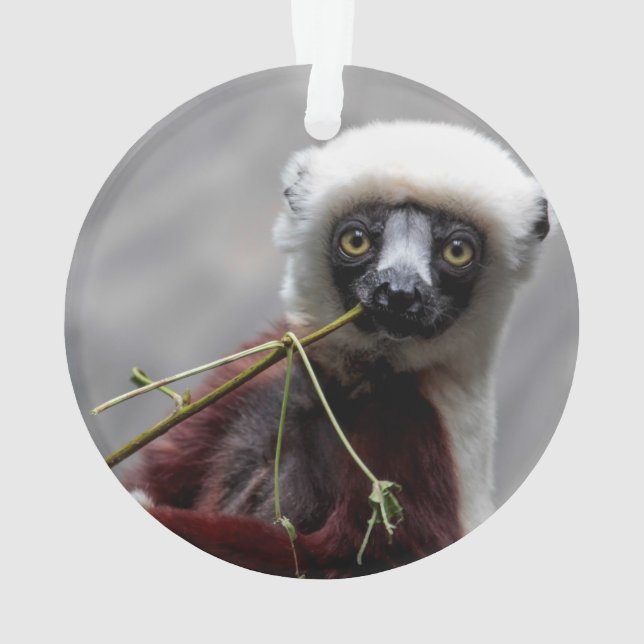 Sefaka Lemur-Tier-Tier-Foto Ornament (Rückseite)